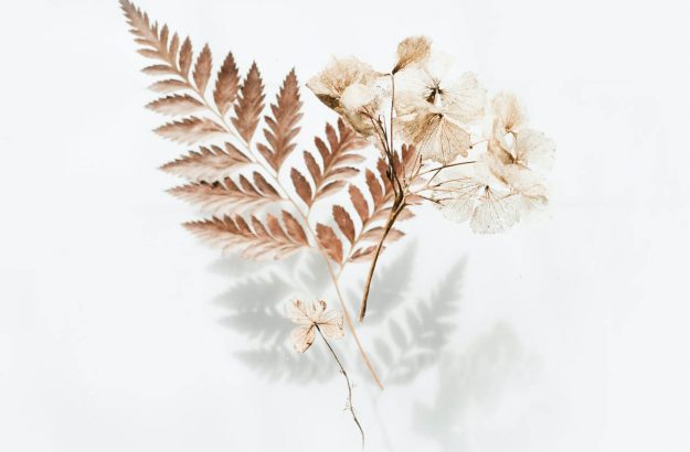 brown-fern-leaves