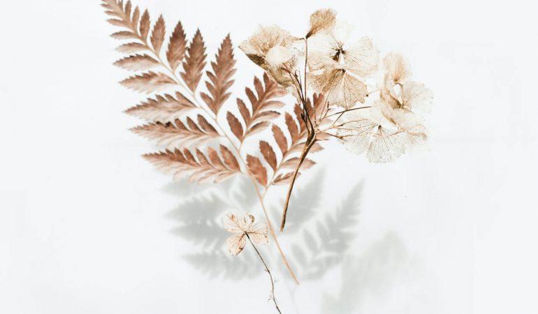 brown-fern-leaves