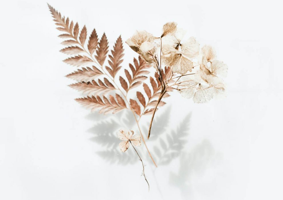 brown-fern-leaves