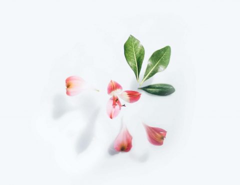 pink-flower-on-white-background-3825880