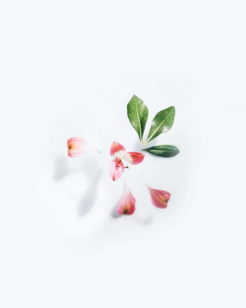 pink-flower-on-white-background-3825880